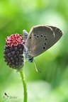 Heller Wiesenknopf-Ameisenbläuling (Phengaris teleius)